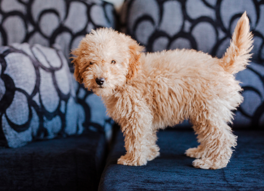 THE BEST TOOLS FOR POODLE CROSS BREEDS